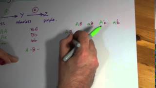 A2 Epistasis 3 complementary gene action [upl. by Runkle]