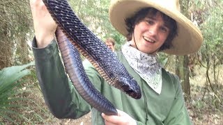 TEXAS INDIGO SNAKE  CHOMP [upl. by Dressel]