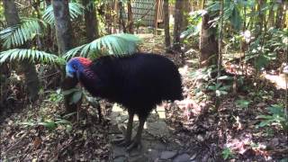 Cassowary territorial rumbling [upl. by Aiderfla]