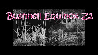 Bushnell Equinox Z2  Night Test In The Swamp [upl. by Noteloc]