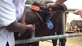 Mastitis Management in Dairy Cows [upl. by Odrahcir]