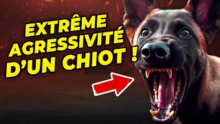 Lextrême agressivité dun chiot [upl. by Llerred]