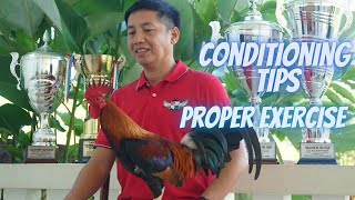 Conditioning Tamang Ehersisyo Sa Ating Panglabang Manok  Light VS Heavy Exercise [upl. by Nitnert607]