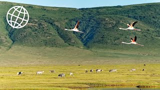 Ngorongoro Crater amp Conservation Area Tanzania Amazing Places 4K [upl. by Moclam]