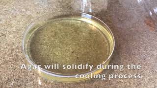 60 Second Protocols How to Make Agar Plates [upl. by Erdeid]