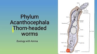 Phylum Acanthocephala  Thornheaded worms  Morphology Anatomy and life cycle of Acanthocephalans [upl. by Proudfoot]