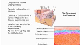 Layers of the Epidermis [upl. by Norton106]