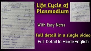 Life cycle of Plasmodium [upl. by Christoph]