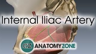 Internal Iliac Artery [upl. by Yrogiarc]