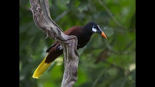 El Canto de las Oropéndolas Oriole major singing [upl. by Artkele]