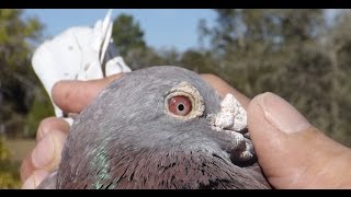 Racing Pigeons that WIN  Houben x Janssen x Calias [upl. by Ahsilam317]