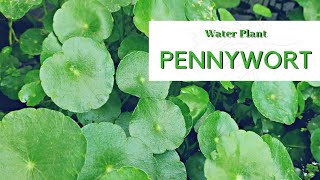 Aquatic Plant  Pennywort • Hydrocotyle [upl. by Ecyac]