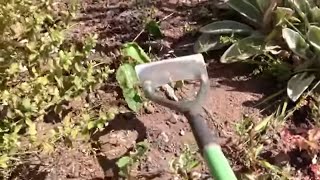 How to hoe weeds [upl. by Yendys734]