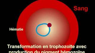 Cycle Plasmodium Malaria [upl. by Erland670]