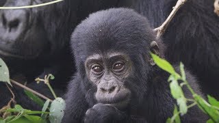 Baby Learning How to Gorilla  First Year on Earth  BBC Earth [upl. by Etnauq242]