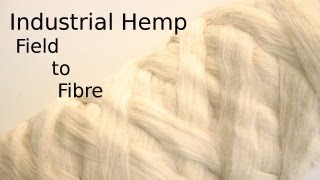 Processing Hemp from the field to textile fibre [upl. by Amihc]