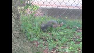 Eastern Gray Squirrels Mating in April [upl. by Menedez]