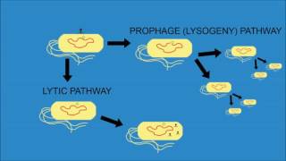 Bacteriophage Lambda  Cro and cI [upl. by Rehtnug936]