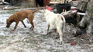 Goats vs Dog [upl. by Caril402]