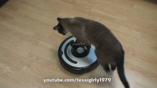 Cat shows HOW TO use iRobot Roomba Vacuum [upl. by Aklam]