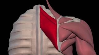 Arm Muscles 08 Rhomboid Major and Minor [upl. by Siraf]