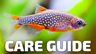 Care Guide for Celestial Pearl Danios  Aquarium CoOp [upl. by Purvis]