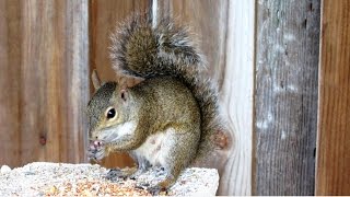 Gray Squirrel Meowing Sounds [upl. by Allard]