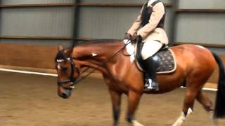 British Dressage Intro B walk trot test 7217 [upl. by Morie]