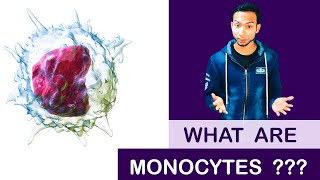 What are Monocytes   Clear Explain [upl. by Saxela502]