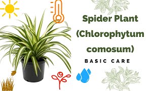 Spider Plant Basic Care Chlorophytum Comosum [upl. by Gytle579]