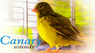 Canary Sound  Bird Sound [upl. by Aletsirc]