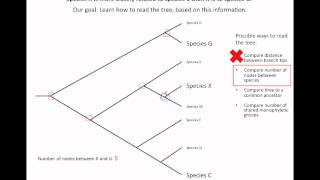 How to read an evolutionary tree [upl. by Phiona169]