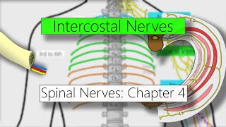 Intercostal nerves  Nervous system  4K  Spinal nerves Chapter 4 [upl. by Ehgit]