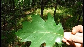 Tree Identification  Northeastern Hardwoods [upl. by Bullough]