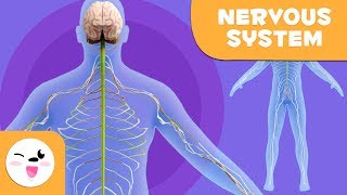 The Nervous System  Human anatomy for children [upl. by Cornia]