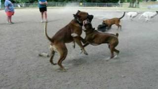 Boxer pit bull vs Boerboel Showdown at dogpark [upl. by Estrella63]