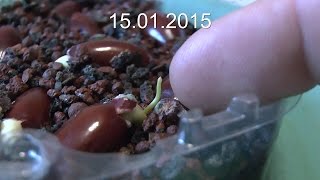 Litschi die Vermehrung ist ganz einfach Lychee for Bonsai [upl. by Anerev]