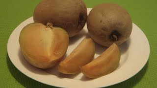 How to Eat Sapodilla Sapota Chikoo Chiku Naseberry Chico Fruit [upl. by Uahsoj234]