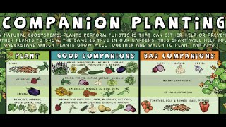 What is Companion Planting Food Forest Examples [upl. by Leann]