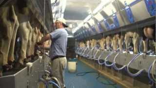 How 100 Canadian milk gets from farm to table [upl. by Elo]