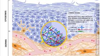 lámina basal [upl. by Garneau]