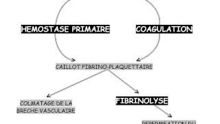 HEMATOLOGIE Physiologie de l’hémostase [upl. by Luise771]