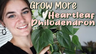 Houseplant Propagation for Beginners 🌿 Heartleaf Philodendron [upl. by Oisor]