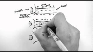 Action Potentials 3  Action Potential Propagation [upl. by Philoo]