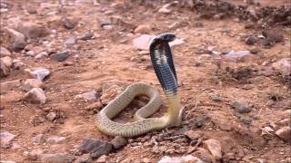 Egyptian cobra Naja haje Morocco [upl. by Tcideneb]