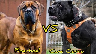 Boerboel VS Cane Corso  Qual o mais poderoso [upl. by Nuhsal369]