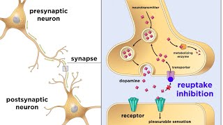 Drug Addiction and the Brain [upl. by Einaej]