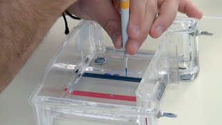 DNA Restriction Analysis [upl. by Atiugal685]