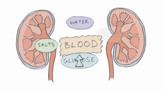 New GCSE BBC Bitesize  Homeostasis [upl. by Noryb]