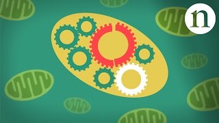 How Mitochondria Produce Energy [upl. by Ahseel]